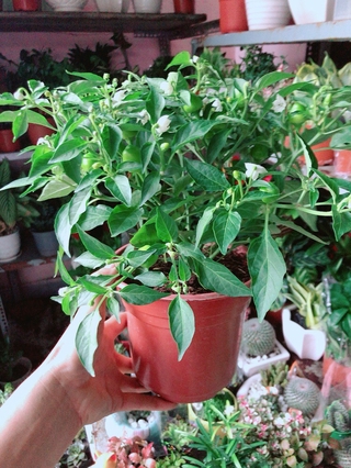 Cây Ớt Kiểng