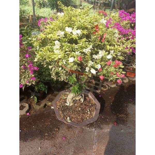 3Kg Đất Trộn Hữu Cơ 5 Loại Trồng Sen Đá Rau Sạch