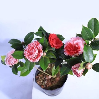 Cây giống hoa trà my