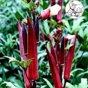 HẠT ĐẬU BẮP CÀ BẮP ĐỎ CAO SẢN - GÓI 10 HẠT