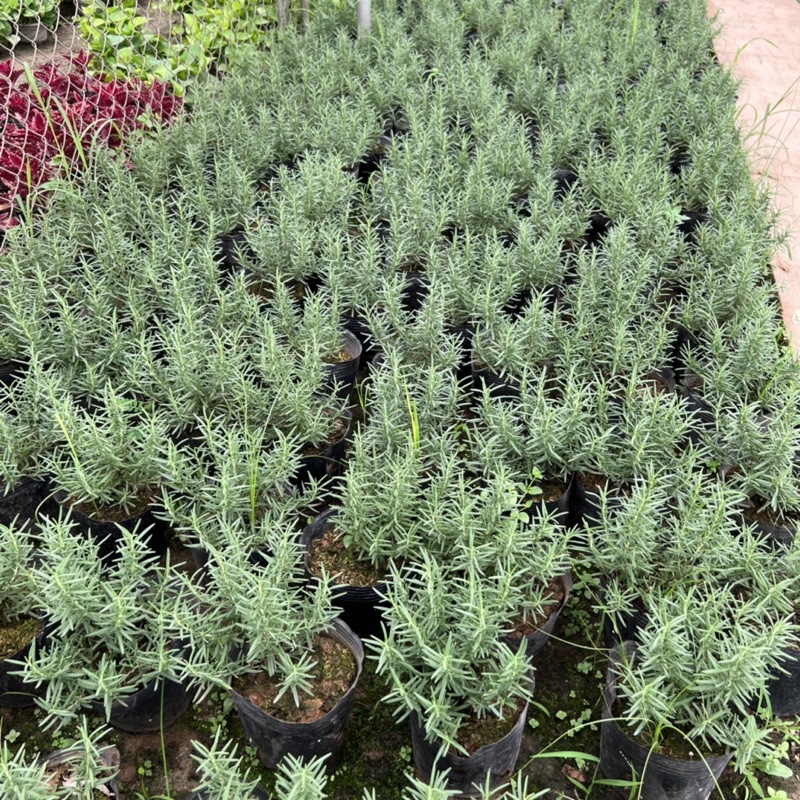 Bịch cây hương thảo để bàn cỡ nhỏ, cây tỏa hương thơm dịu nhẹ giúp đuổi muỗi và trang trí nội thất