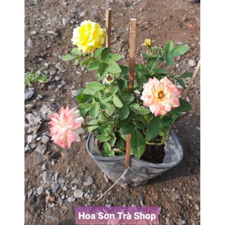 (Q.8 - GIAO 1-3H) HOA HỒNG ĐỔI MÀU, đang hoa thơm.