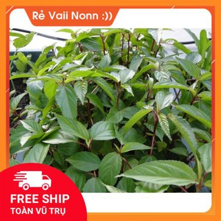 FLASH SALE rau đay chất lượng