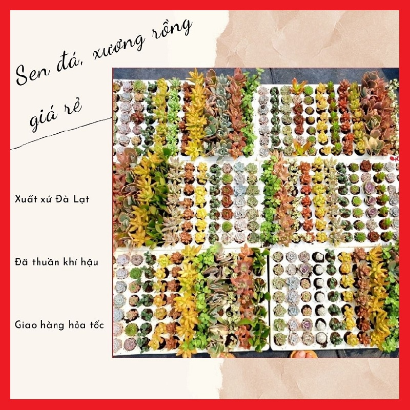 Combo 20 cây sen đá vỉ mix các loại (size mini) 🔥FREE SHIP🔥 Xuất xứ Đà Lạt, đã thuần khí hậu