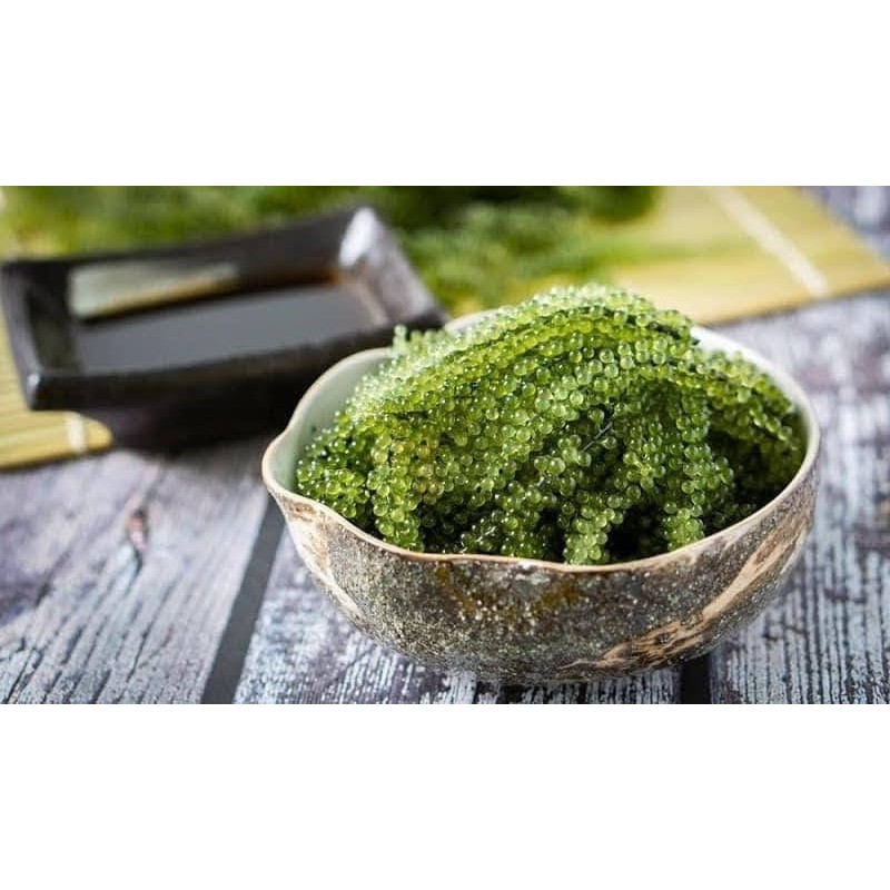 10 Hộp rong nho Sea Việt - hộp 220g