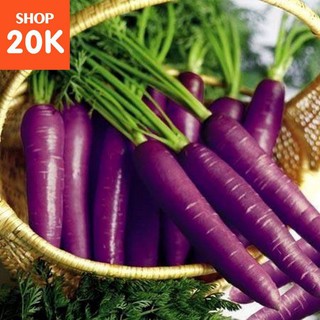 100 hạt cà rốt tím chịu nhiệt F1