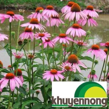 50 Hạt giống hoa cúc tím (Echinacea purpurea)