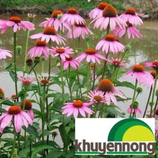 50 Hạt giống hoa cúc tím