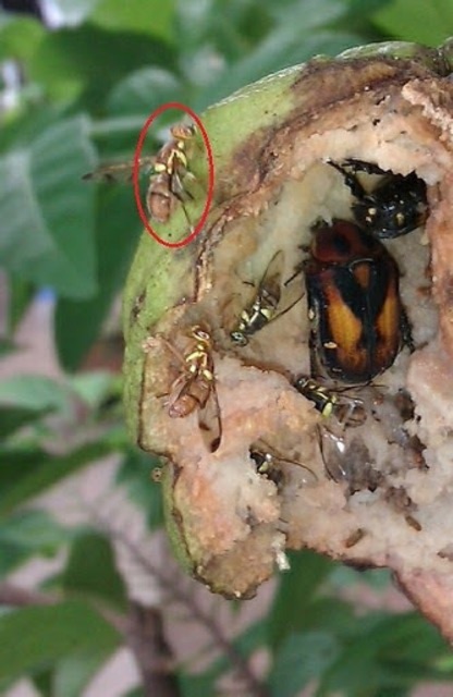 [Combo 5cặp] Thuốc dẫn dụ ruồi vàng đục trái VIZUBON-D - 2chai/hộp nhỏ