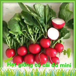 Hạt Giống Củ Cải Đỏ Mini