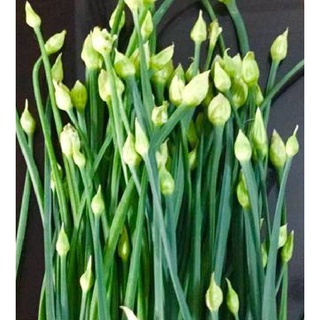 Hạt giống rau hẹ ăn bông - Gói 2gram