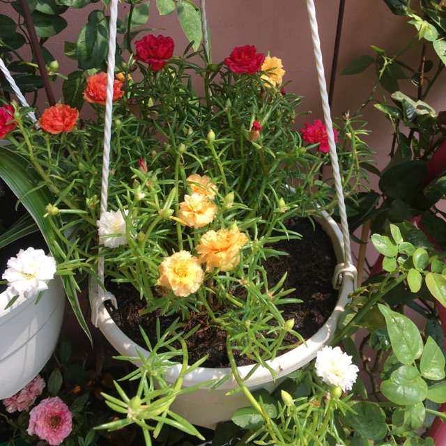 Chậu hoa mười giờ giỏ treo