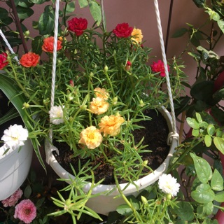 Chậu hoa mười giờ giỏ treo