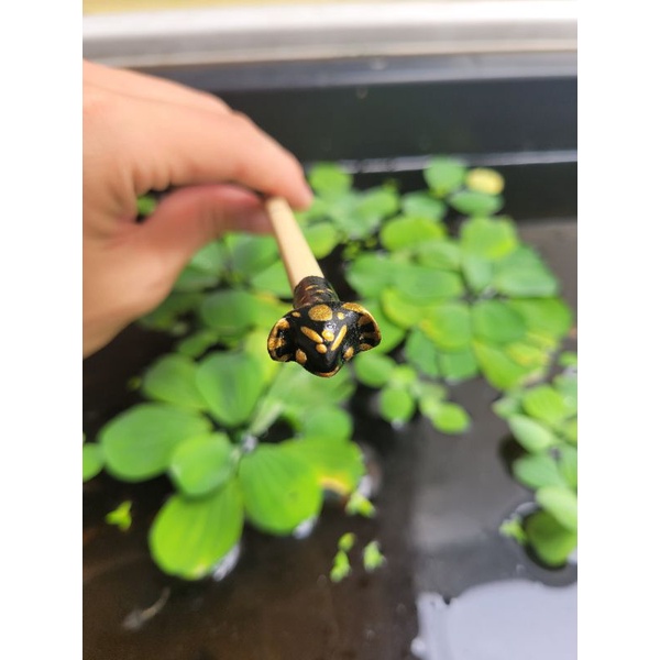 CÂY KÈ CÁ BETTA