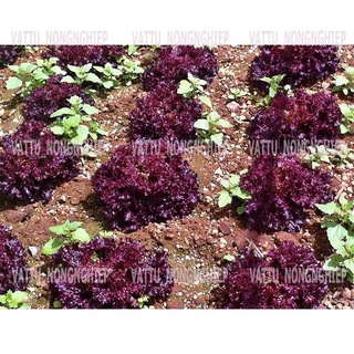 Bộ 2 Gói Hạt Giống Xà Lách Lollo Rossa - Hạt giống Sạch- An Toàn( 2g/gói)