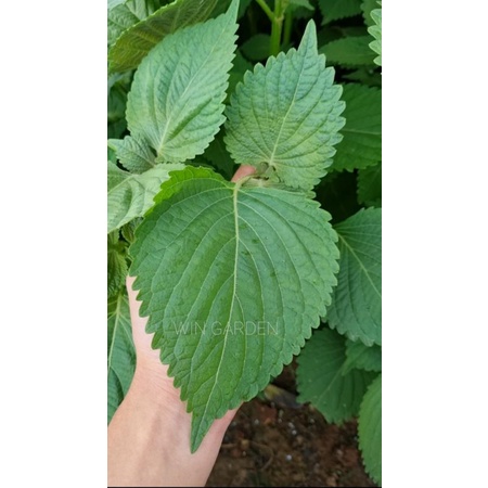 1kg Lá tía tô, lá mè, lá vừng Hàn Quốc (Đà Lạt)
