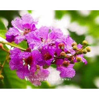 CÂY HOA BẰNG LĂNG TÍM - CÂY CAO 1,5M TRỞ LÊN,ĐÁNH ĐẤT