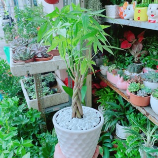 Chậu Kim Ngân Thắt Bính