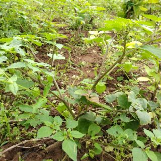 Hạt Giống Cây Tầm Bóp _Lồng Đèn
