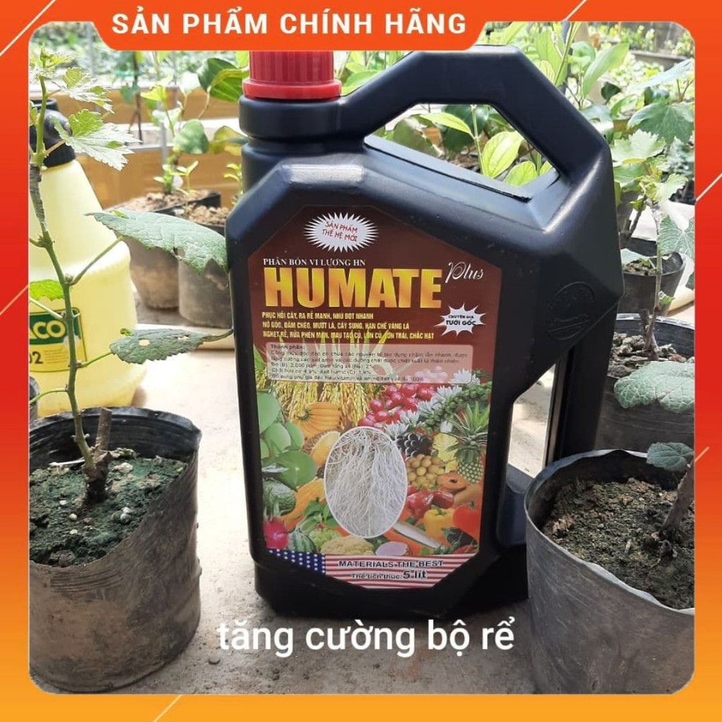 Phân HUMATE Tăng cường bộ rễ cho các dòng cây ăn quả