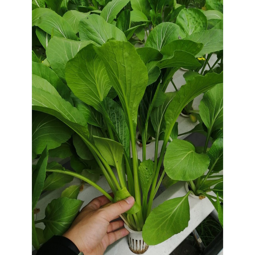 Dung Dịch Thủy Canh CHO RAU ĂN LÁ GROW MASTER