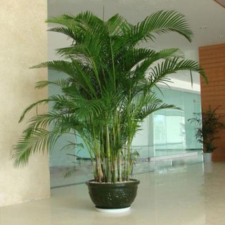 CÂY CAU HAWAI , CÂY NỘI THẤT, CÂY VƯỢNG PHONG THỦY MANG  LẠI MAY MẮN TÀI LỘC CHO GIA CHỦ