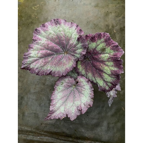 Chậu cứng Begonia Mauve