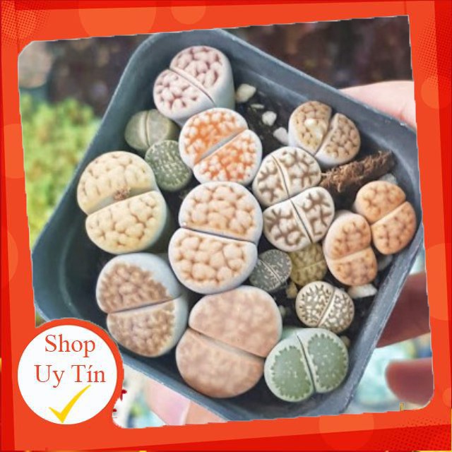sen đá mông Thạch lan chậu vuông🍏 |FREESHIP| 🔥 XỨ NÓNG, ĐÃ THUẦN KHÍ HẬU, KHOẺ ĐẸP 🍏 LỖI 1 ĐỔI 1