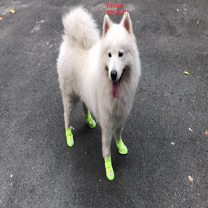[YÊU THÍCH] Giày cho chó mang đi ra sạch chân