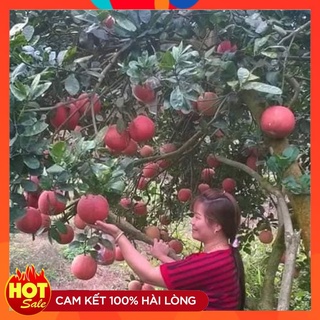 Cây Giống Bưởi Luận Văn ( 3 Cây ) Còn Gọi Là Bưởi Tiến Vua Thanh Hóa Cây Ghép Nhanh Có Quả