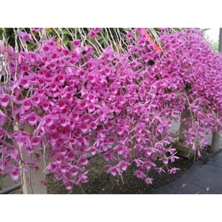 Hoa lan giả hạc Pháp giống