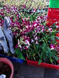 com bo 5 cây hoa lan denro nhiều màu