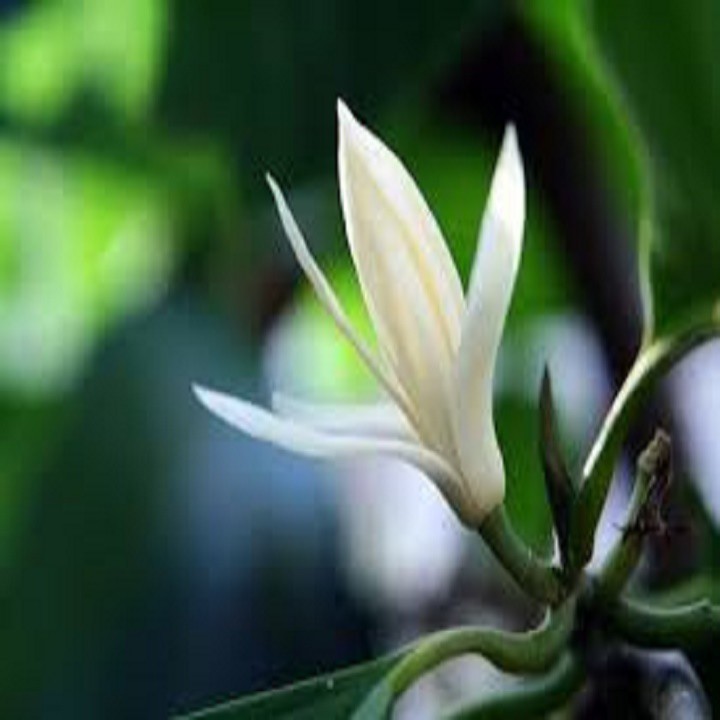 cây ngọc lan trắng, cây lớn nguyên bầu đang nụ hoa thơm chất lượng là uy tín chuẩn giống