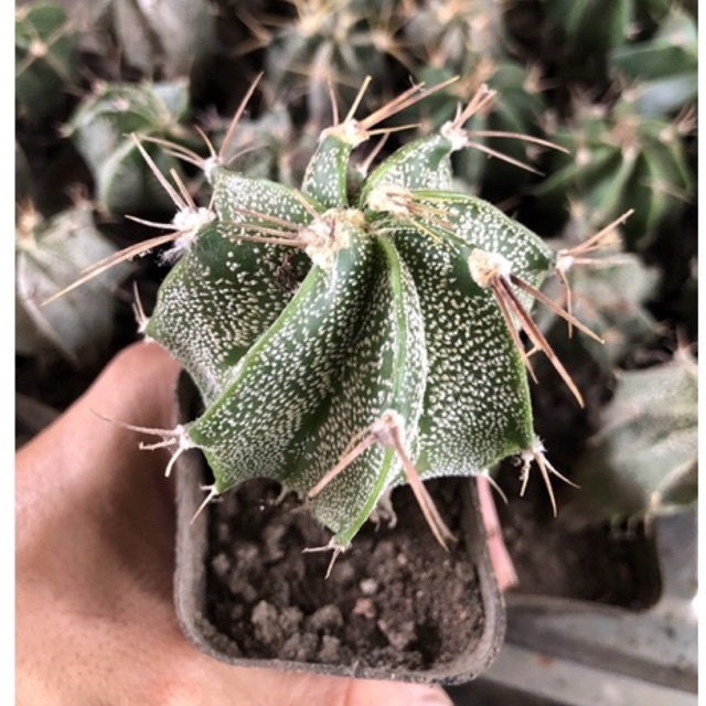 Xương rồng Râu dê