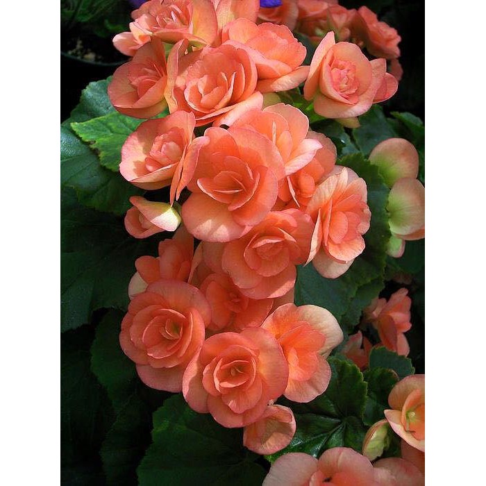 Hạt giống hoa thu hải đường kép mix màu - 1 gói 5 hạt