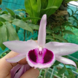 Lan phi điệp mắt đỏ Hòa Bình cực đẹp