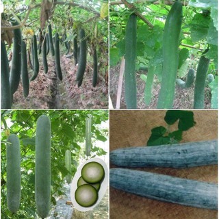 Hạt giống bí đao xanh dài - ( bí sặt ) - 1 gói 30 hạt