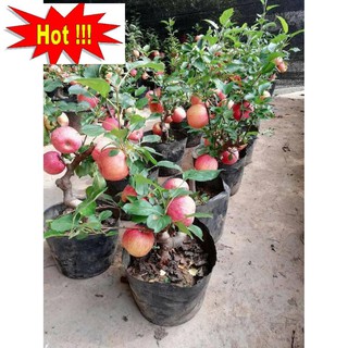 Hạt giống Táo Đỏ Lùn (15 hạt)