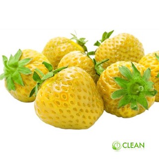 GÓI 50 hạt giống dâu tây vàng chịu nhiệt