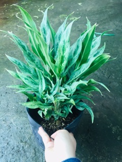 CÂY GIỮ TIỀN GIỐNG MỚI
