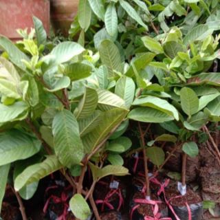 Cây giống ổi ruby ruột đỏ