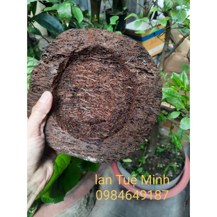 { GIÁ TẬN GỐC }  CHẬU DỚN TRỒNG LAN (DỚN ĐĨA).