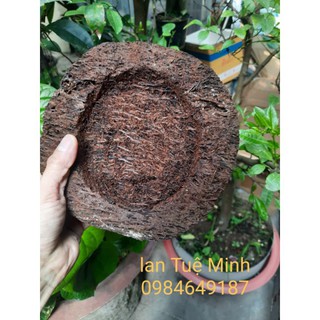 { GIÁ TẬN GỐC }  CHẬU DỚN TRỒNG LAN (DỚN ĐĨA).