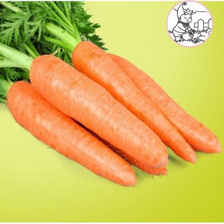HẠT CÀ RỐT SHIN KURODA - GÓI 5 GRAM