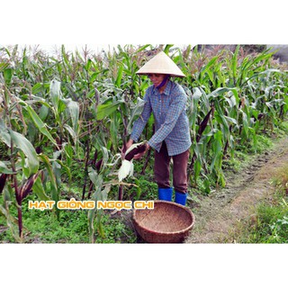 Hạt Giống Ngô Tím (Bắp Tím) - 20 Hạt