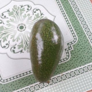 Giống bơ 034 là một giống cây ăn quả thích hợp ở vùng khí hậu nhiệt đới, đặc biệt là ở những khu vực như Bảo Lộc, Lâm