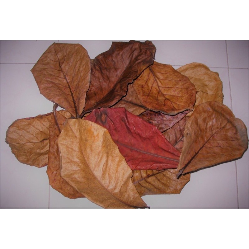 Lá Bàng Khô - Nước Cốt Lá Bàng ☘️Thần Dược Bách Bệnh Cho Cá Cảnh