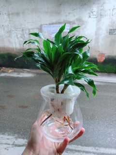 Chậu Cây Phát Tài Thuỷ Sinh