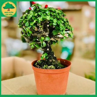 Cây Ngọc Bích Dola mini bonsai để bàn, Cây Phỉ Thúy