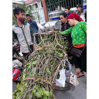 TẦM GỬI GẠO TÍA (1KG)